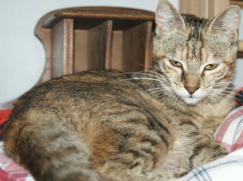 Adoptés  les  4 chatons d'hulotte Paca Chaton24