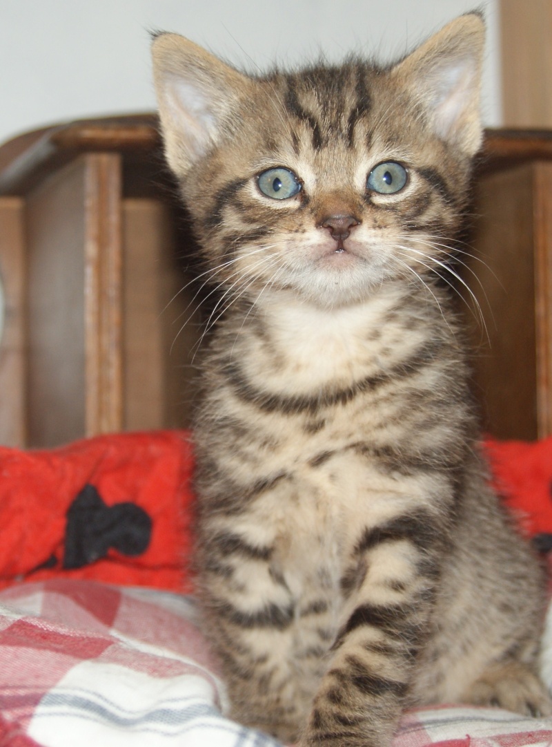  Adoptés  les  4 chatons d'hulotte Paca Chaton28
