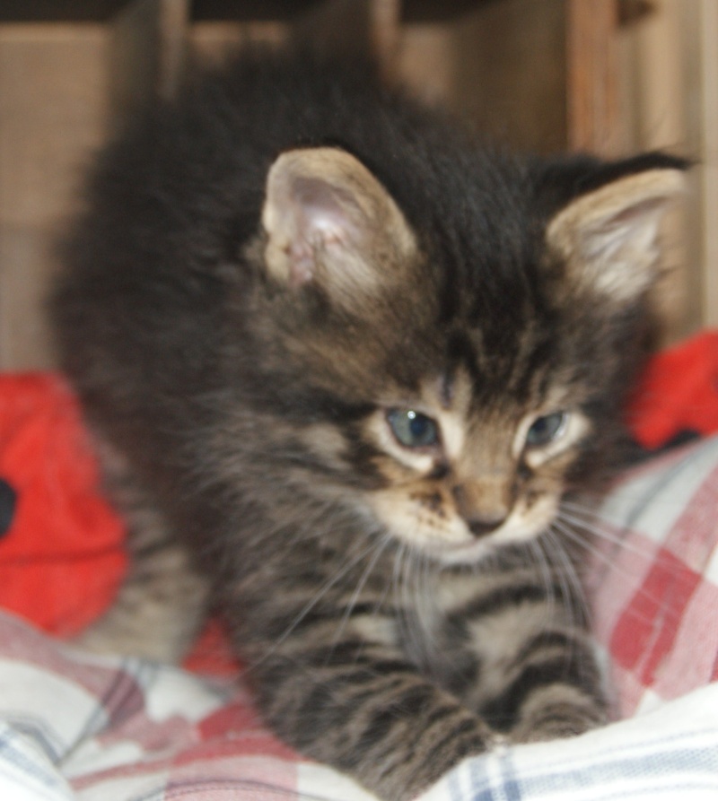  Adoptés  les  4 chatons d'hulotte Paca Chaton30