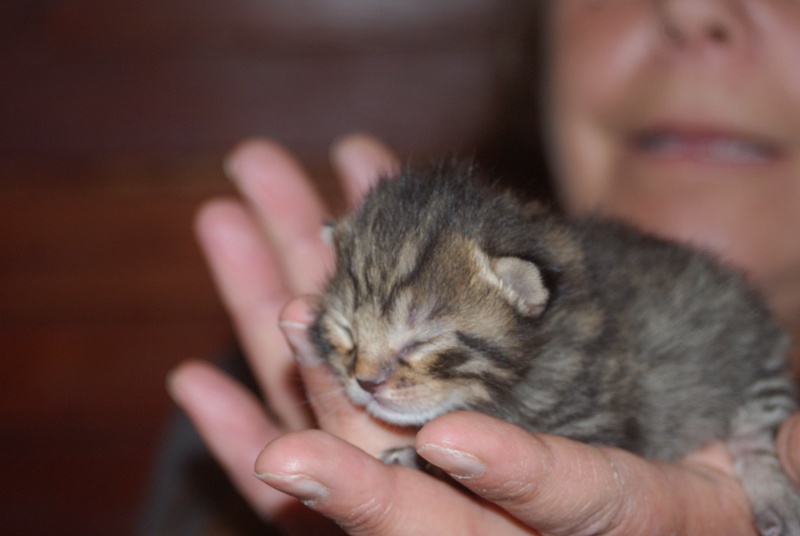  Adoptés  les  4 chatons d'hulotte Paca Chatte22
