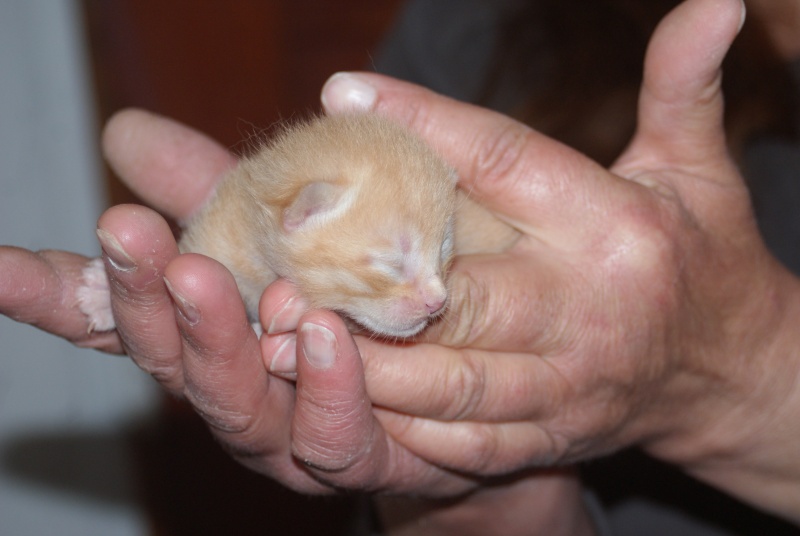  Adoptés  les  4 chatons d'hulotte Paca Chatte25