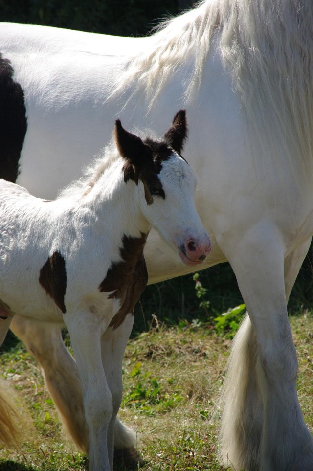 Concours GCS dans le ch'nord Imgp9212