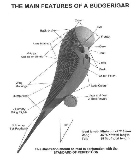 The Main Features of a Budgerigar Budgie10