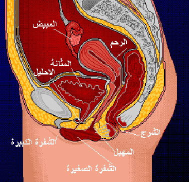 اســباب الــعقم (1)الجهاز التناسلي الأنثوي 410