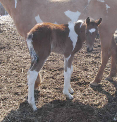 Well Broke APHA Bay Tobiano Stallion at Stud 1_day_13