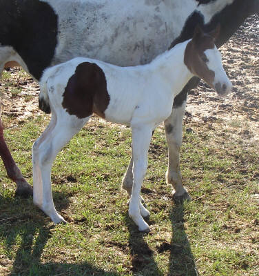 My Blk/Wht mare foaled last night! Found_10