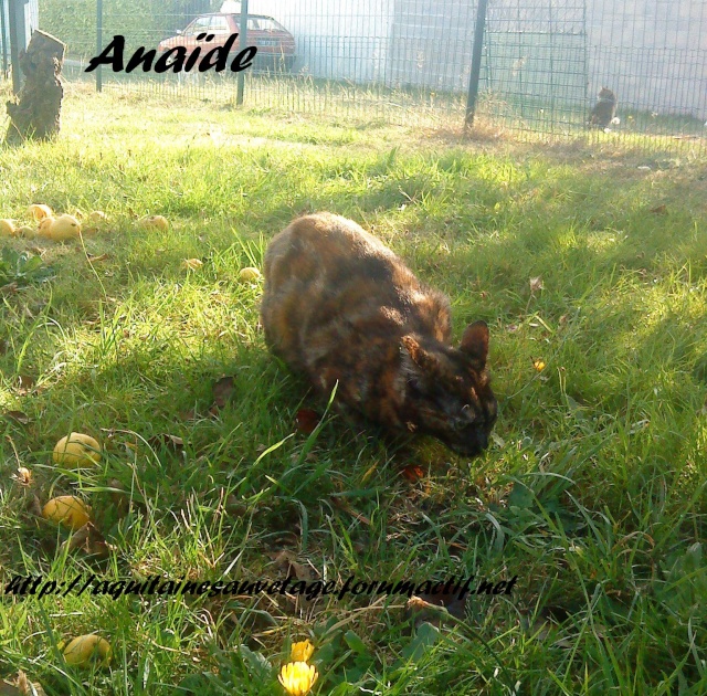 ASA-Anade chatte environ 3 ans (33) Anaide11