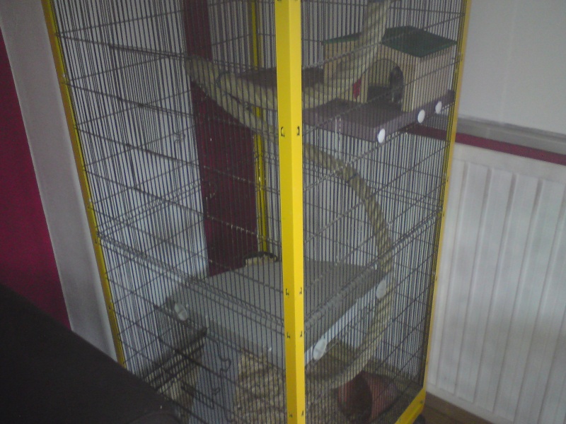 cage pour rat de luxe - Page 2 Dsc00224