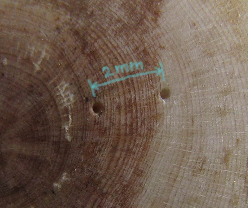 ...my new yamadori - Pinus mugo Letokr10