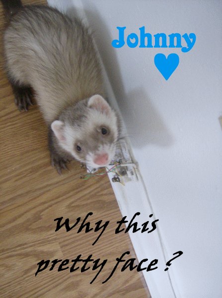 Pictures of Ferrets Johnny10