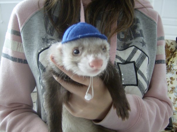 Pictures of Ferrets Johnny11