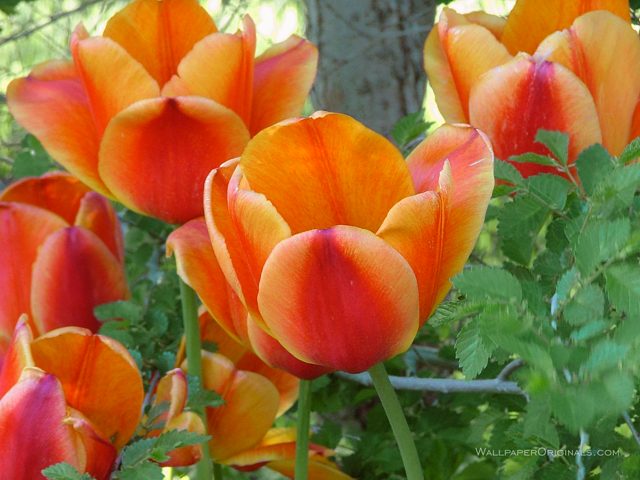 ~* Tulips *~ 319