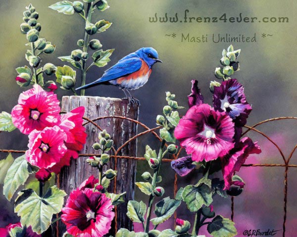 ~* Beautiful Birds paintings By Susan Bourdet *~ 333