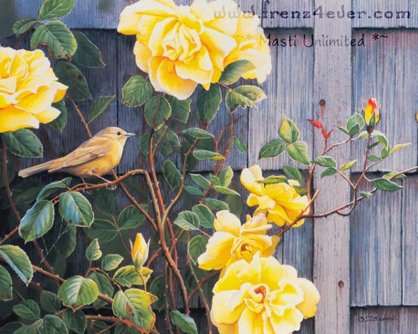 ~* Beautiful Birds paintings By Susan Bourdet *~ 632