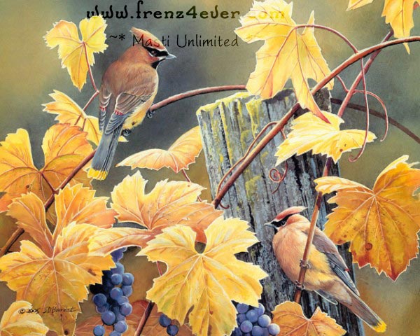 paintings - ~* Beautiful Birds paintings By Susan Bourdet *~ 928