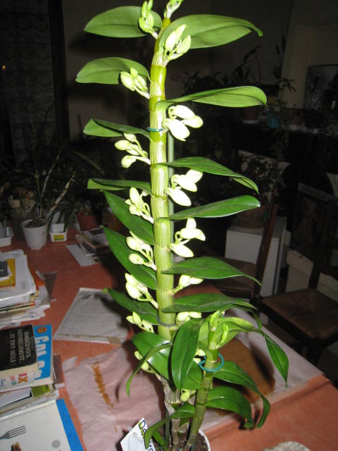 une orchidée de plus - Page 2 Photo_20