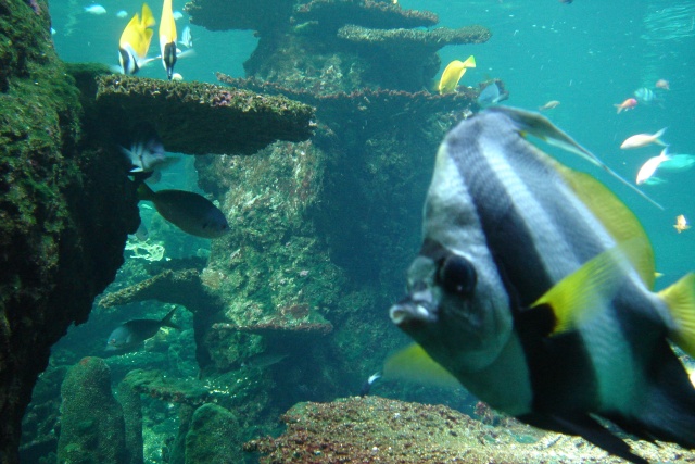 Aquariums d'Amnéville, de Nancy et Nausicââ Boulogne Dsc03912