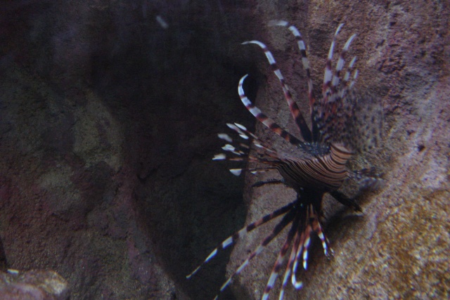 Aquariums d'Amnéville, de Nancy et Nausicââ Boulogne Photot10