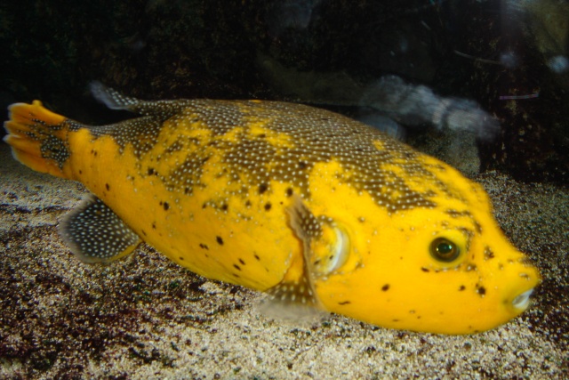 Aquariums d'Amnéville, de Nancy et Nausicââ Boulogne Photot12