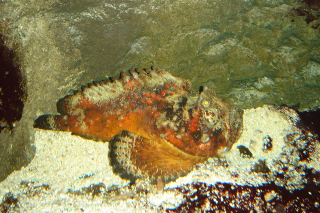 Aquariums d'Amnéville, de Nancy et Nausicââ Boulogne Photot14