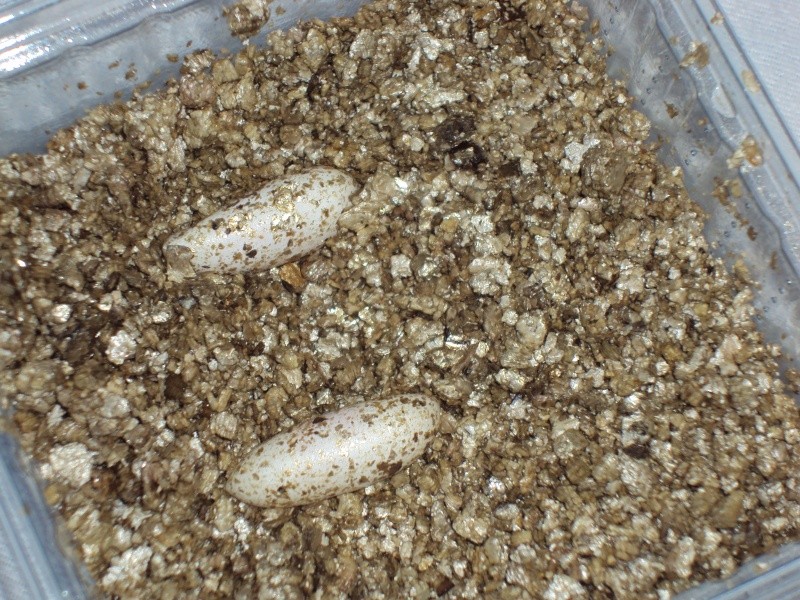 les oeuf de ma gecko