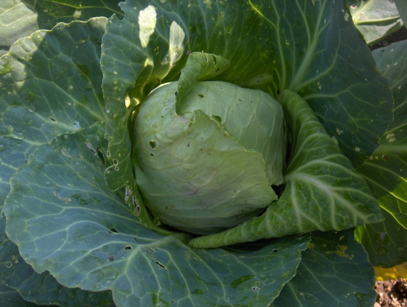 Des nouvelles du potager Hpim4017