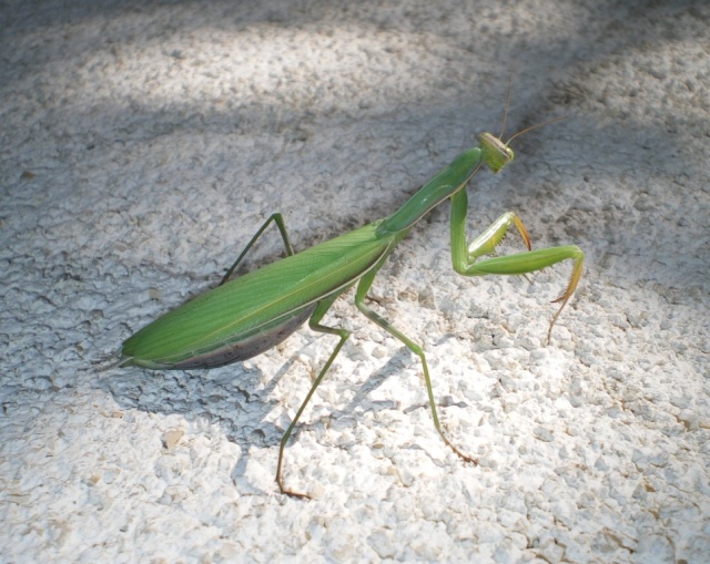 Insekten, was ich so rund, und in Haus finde - Seite 2 Hohenr15