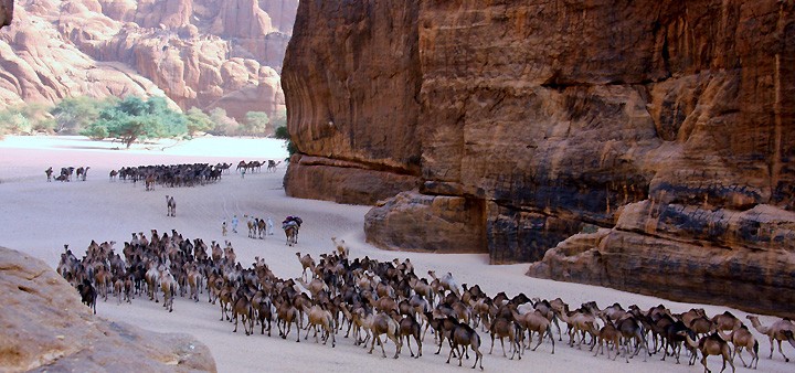 guelta d'archeï sahara Guelta13