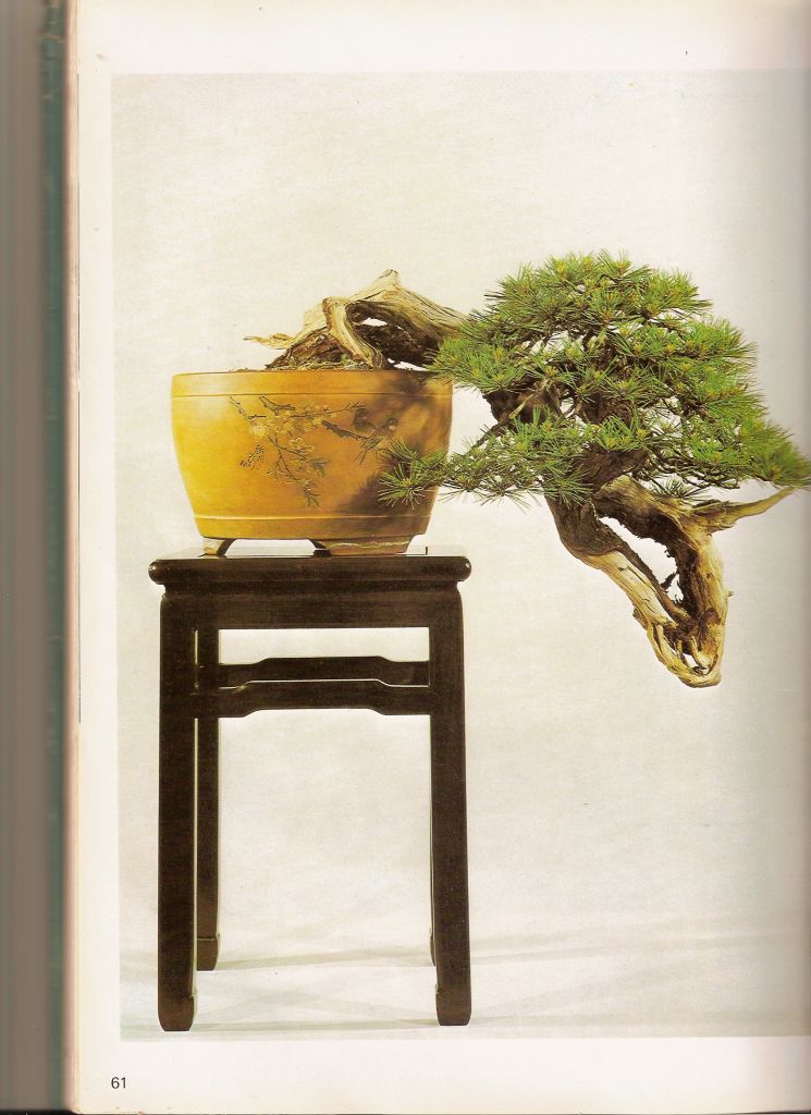 Air layered Juniper Cascad10