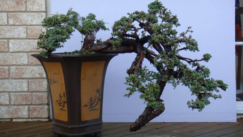 Air layered Juniper Dsc01313
