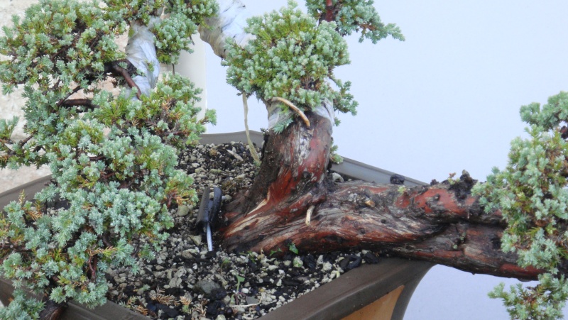 Air layered Juniper Dsc01315