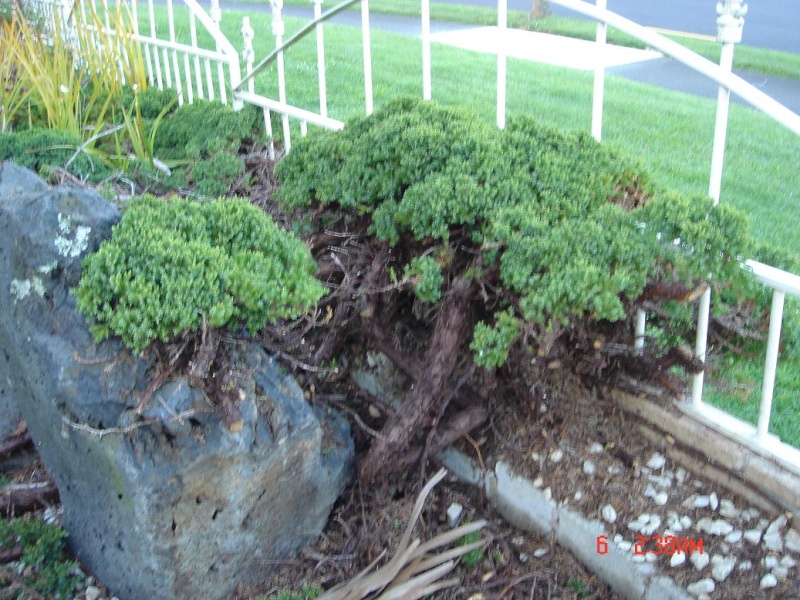Air layered Juniper Dsc04023