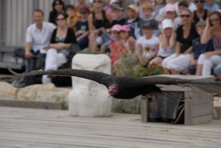 ma journée a marineland _genaa10