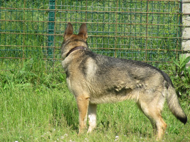 LENA (type berger allemand) Img_0020