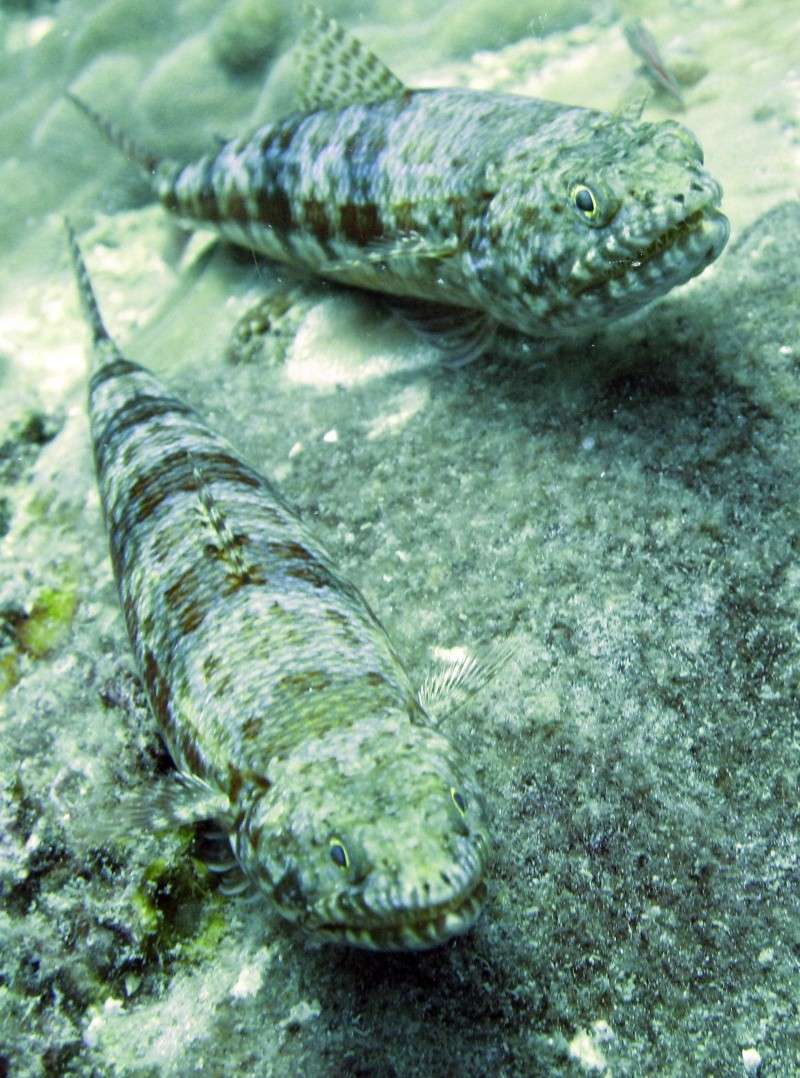 Marine Life @ Tioman Img_8712