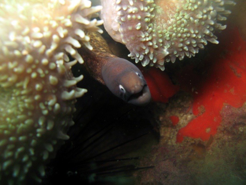 Marine Life @ Tioman Img_8910