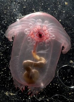 Thousands of creatures found deep in ocean Oiuui10