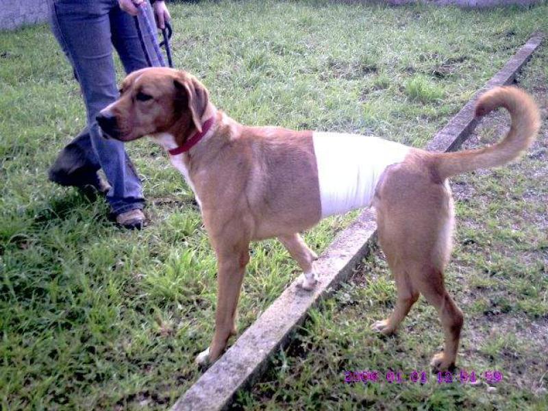 Laya, croisé boxer, 3 ans, refuge recanoz (39) Laya10