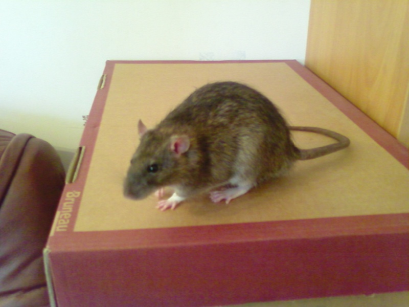 Melange maison pour JEUNE rat Photo026