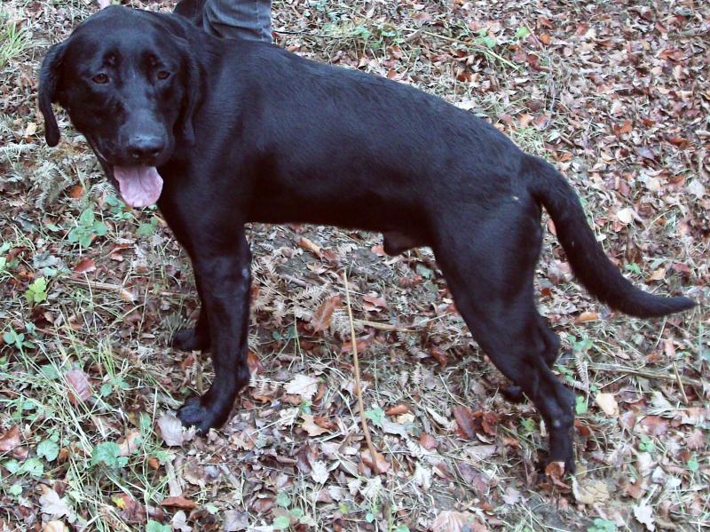 VICK - labrador de 5 ans - spa recanoz (39) Vik210