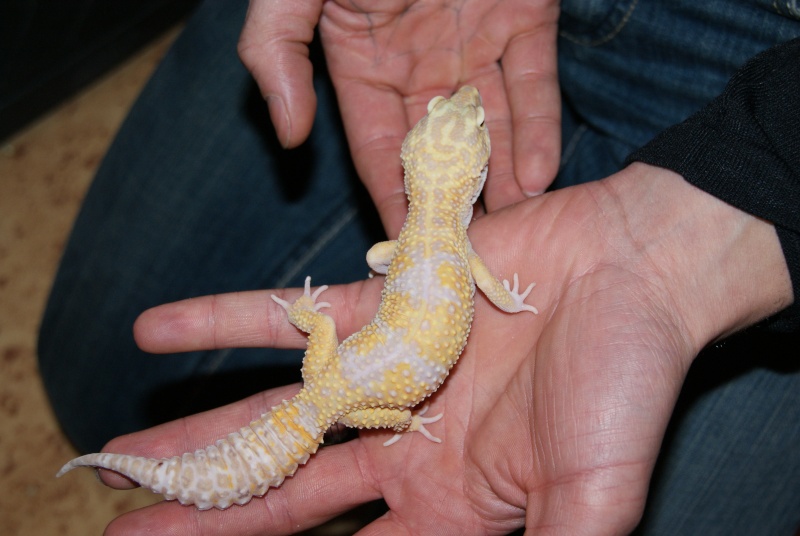 mon big gecko (Eublepharis macularius) Dsc00011
