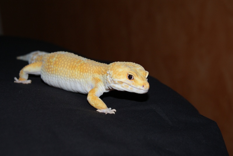 mon big gecko (Eublepharis macularius) Dsc03517