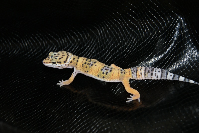 mes petit nouveaux gecko leopard Dsc03710