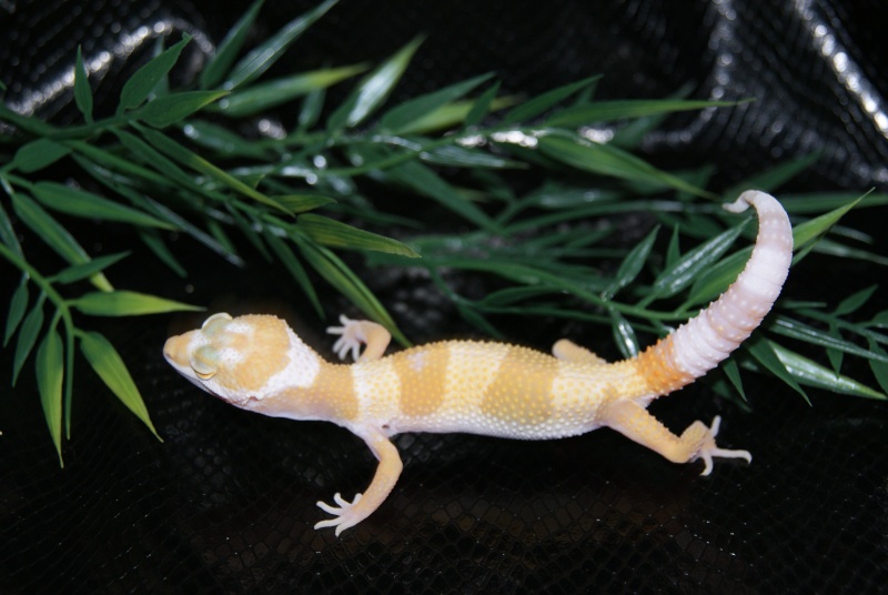 photo de la naissance d'un gecko Dsc03714