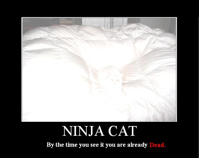 Whats your favorite LOL cat? Ninjac10
