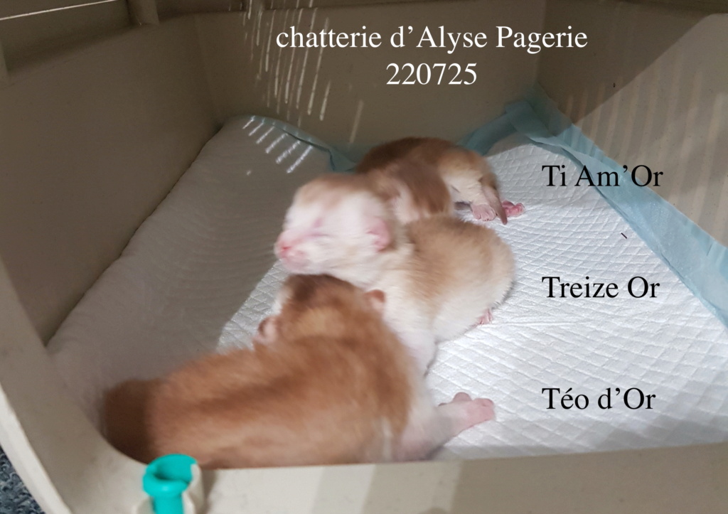 220722-une porte d'abyssins. 20220712