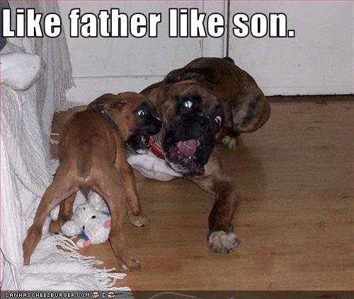 Funny Animal Photos - Page 17 Boxers10