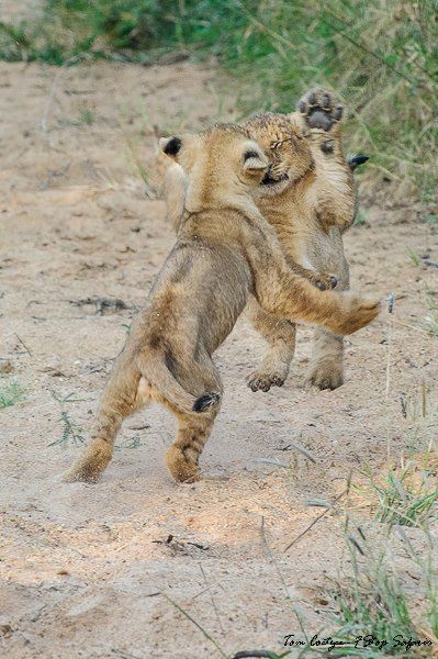 Funny Animal Photos - Page 14 Lions_10