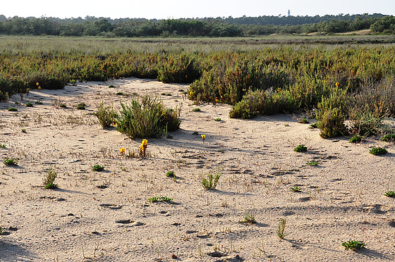 flore du littoral : plages, dunes, vases et rochers maritimes 10578210