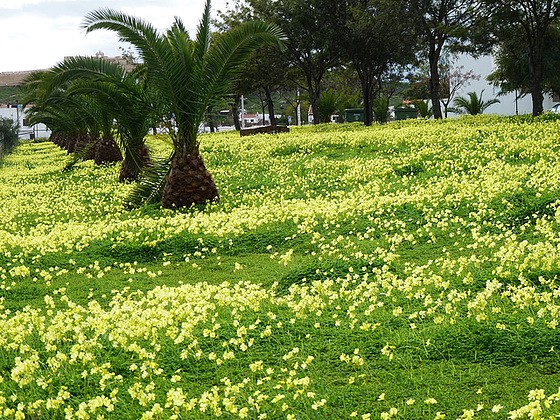 flore des chemins, bords de routes, talus et voies de communication 96360410